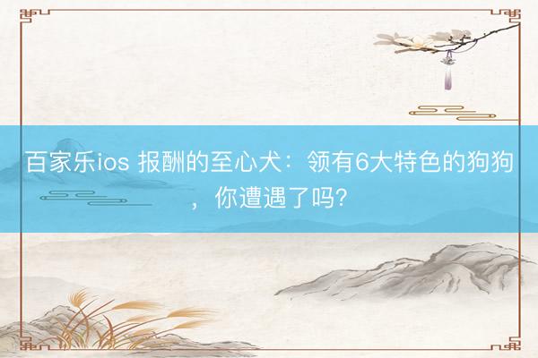百家乐ios 报酬的至心犬：领有6大特色的狗狗，你遭遇了吗？